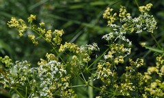 Galium × pomeranicum