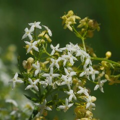 Galium × pomeranicum