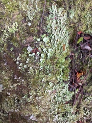 Cladonia chlorophaea