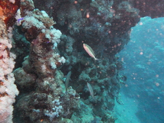 Caesio striata