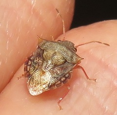 Uhlunga typica