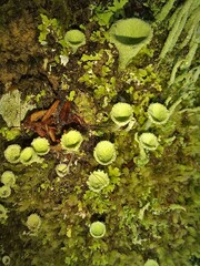 Cladonia chlorophaea