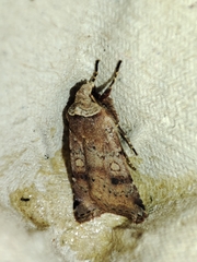 Cerastis faceta