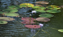Nymphaea gigantea