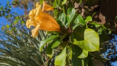 Solandra brachycalyx