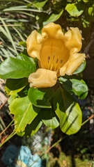 Solandra brachycalyx