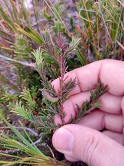 Acacia baueri aspera