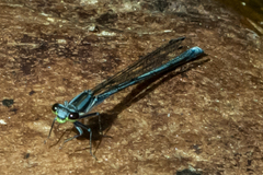 Pseudagrion furcigerum