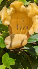 Solandra brachycalyx