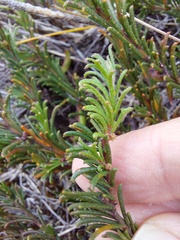 Acacia baueri aspera