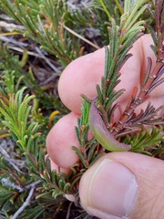 Acacia baueri aspera