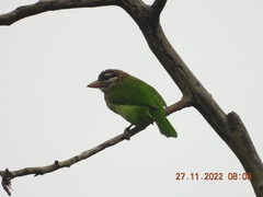 Psilopogon viridis