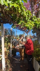 Solandra brachycalyx