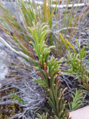 Acacia baueri aspera