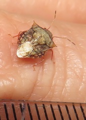 Uhlunga typica