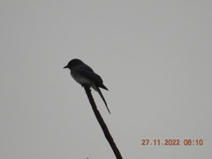 Dicrurus caerulescens
