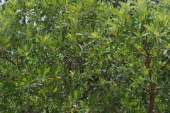Terminalia sericea
