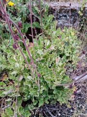 Francoa appendiculata