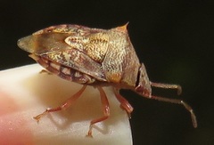 Uhlunga typica