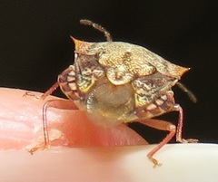 Uhlunga typica
