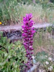 Francoa appendiculata