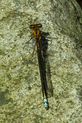 Pseudagrion furcigerum