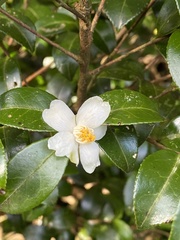 Camellia brevistyla