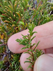 Acacia baueri aspera