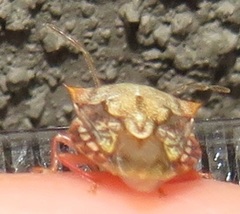 Uhlunga typica