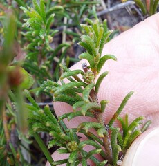 Acacia baueri aspera