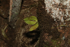 Sarcochilus falcatus