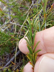 Acacia baueri aspera