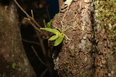Sarcochilus falcatus