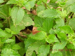 Abisara