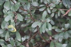 Litsea rotundifolia