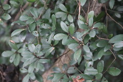 Litsea rotundifolia