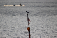 Thalasseus sandvicensis