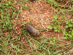 Arthrosphaera