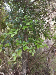 Pterophylla sylvicola