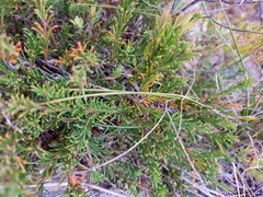 Acacia baueri aspera