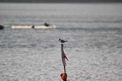 Thalasseus sandvicensis