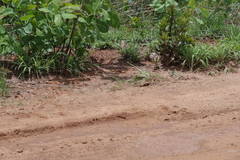 Terminalia brachystemma