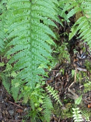 Asplenium bulbiferum