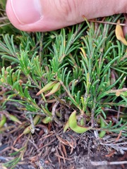 Acacia baueri aspera