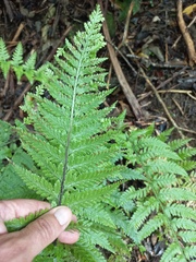 Asplenium bulbiferum