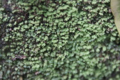 Fissidens bryoides
