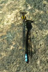 Pseudagrion furcigerum