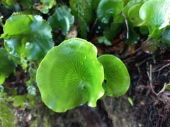 Hymenophyllum nephrophyllum