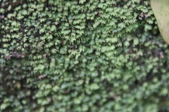 Fissidens bryoides