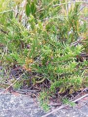 Acacia baueri aspera